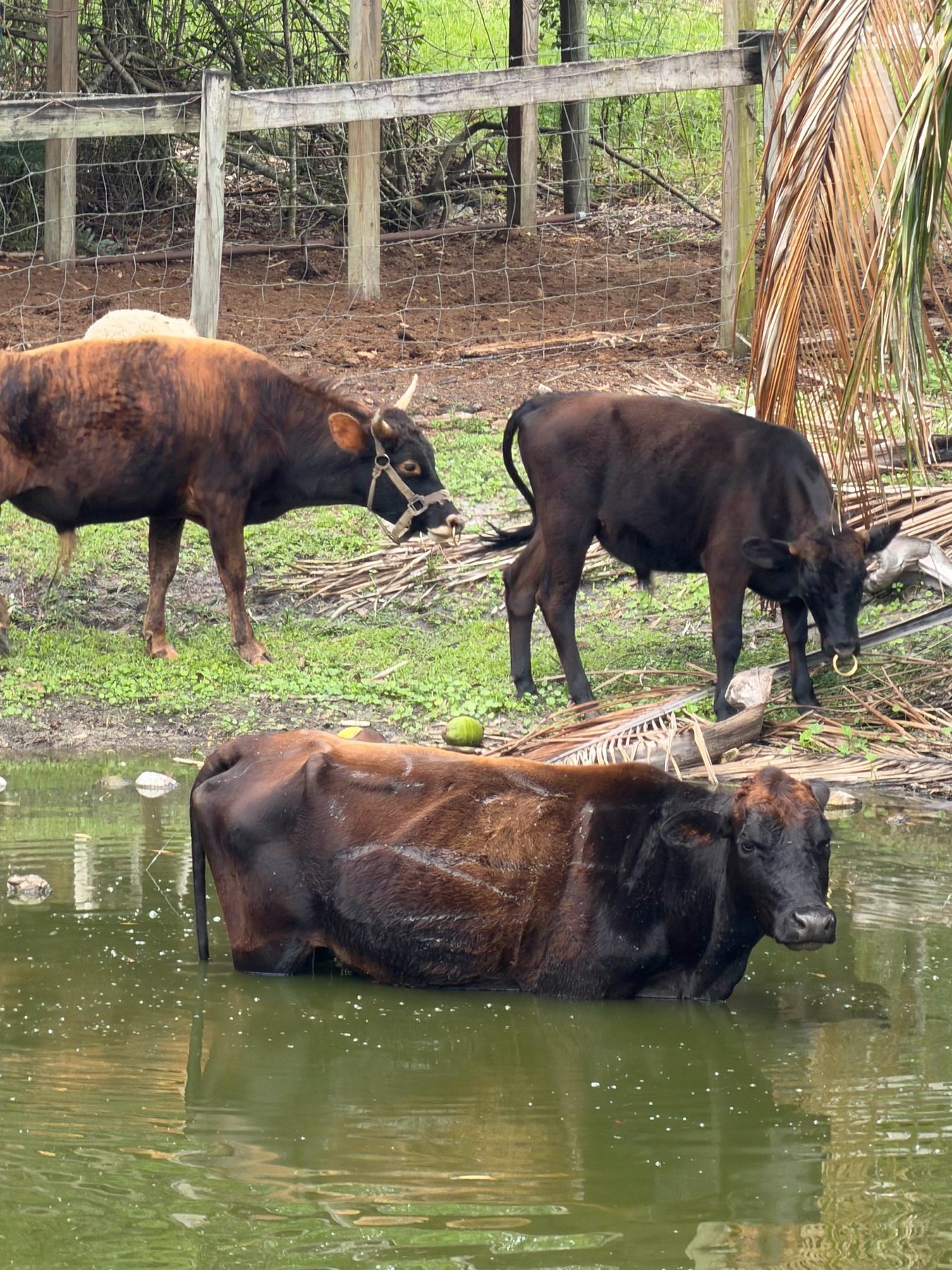 Cattle at STR Farms