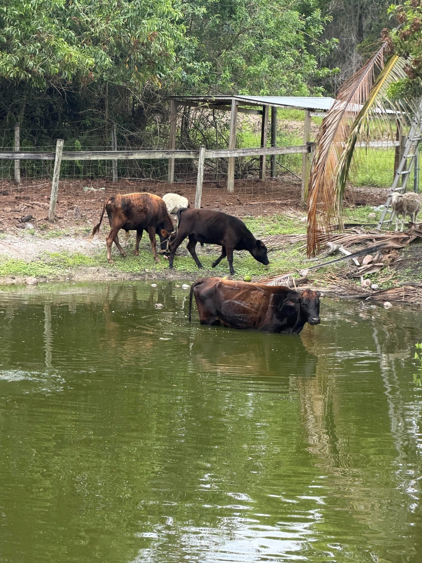 Cattle near pond