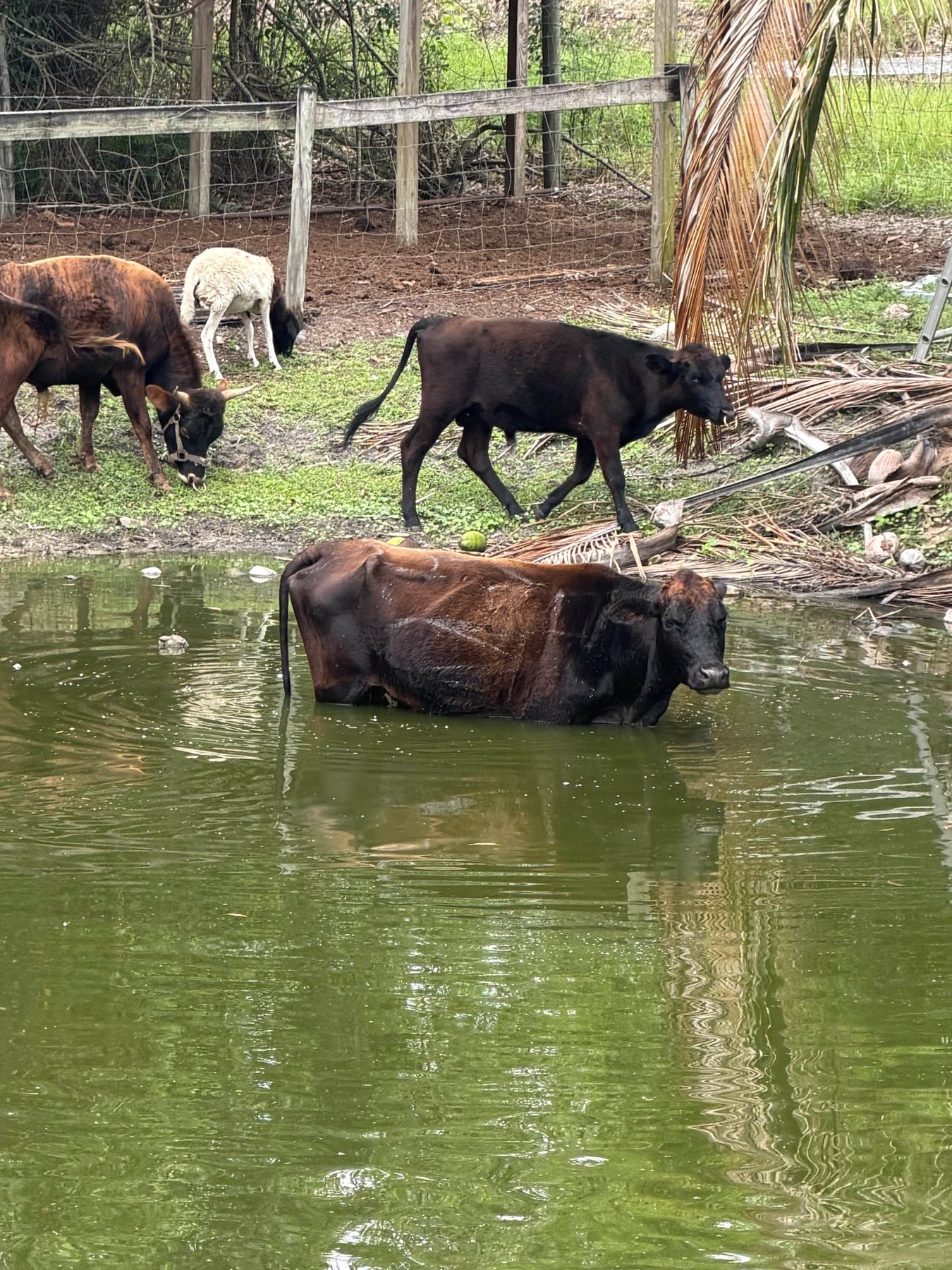 Cattle by pond