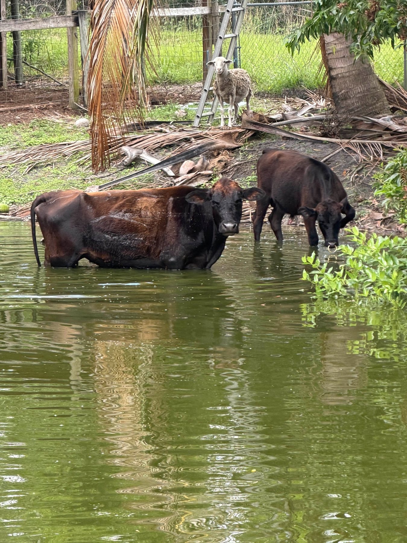 Cattle and sheep by pond