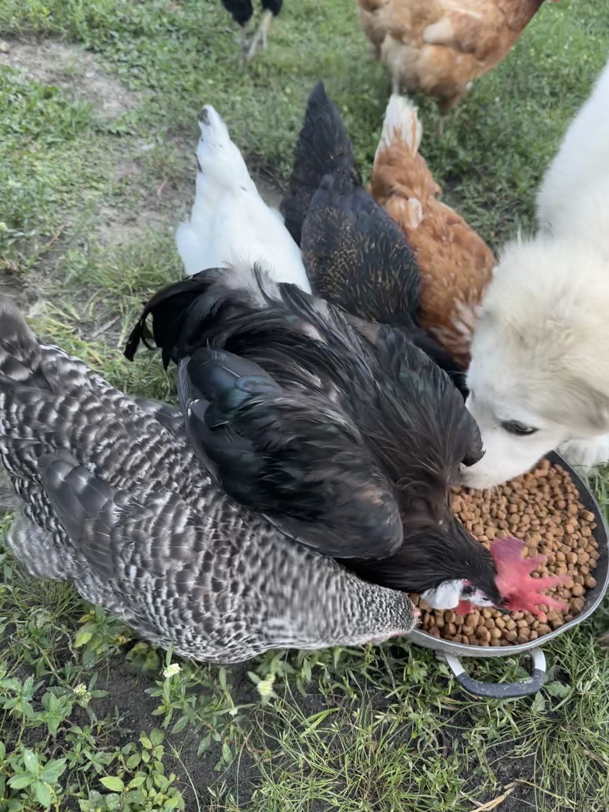 Chickens at STR Farms