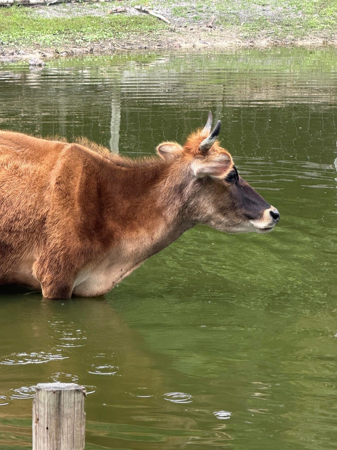Cow in pond