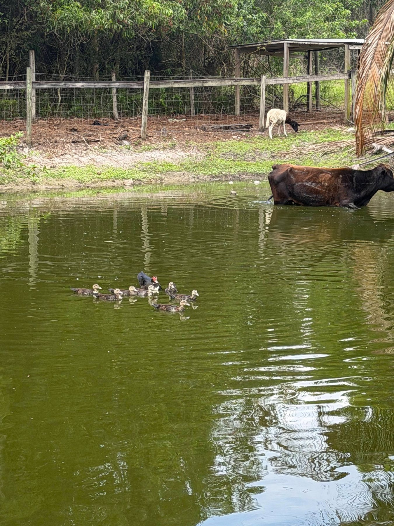 Ducks and cattle near pond