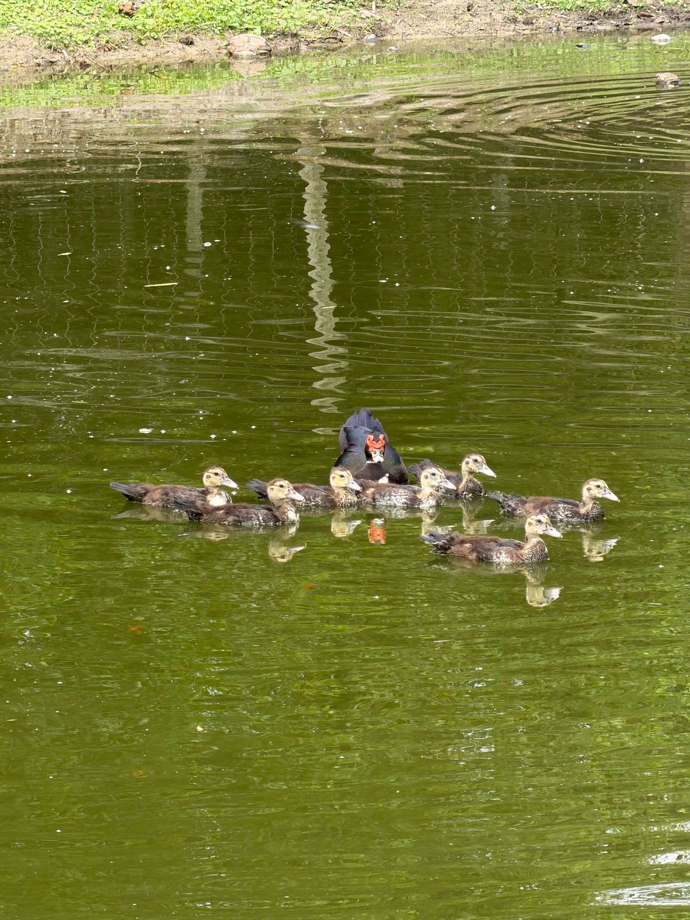 Ducks at STR Farms