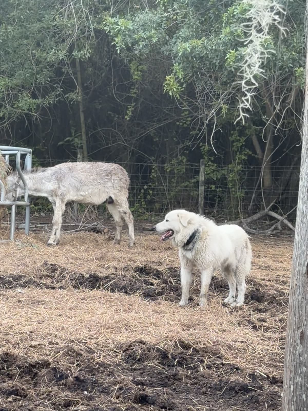 Animals grazing at STR Farms