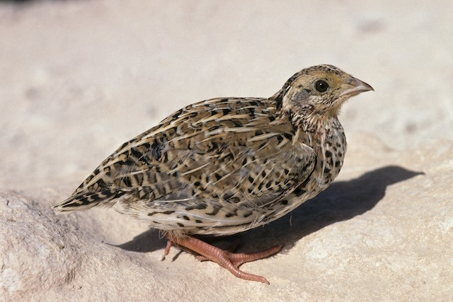 Quail at STR Farms