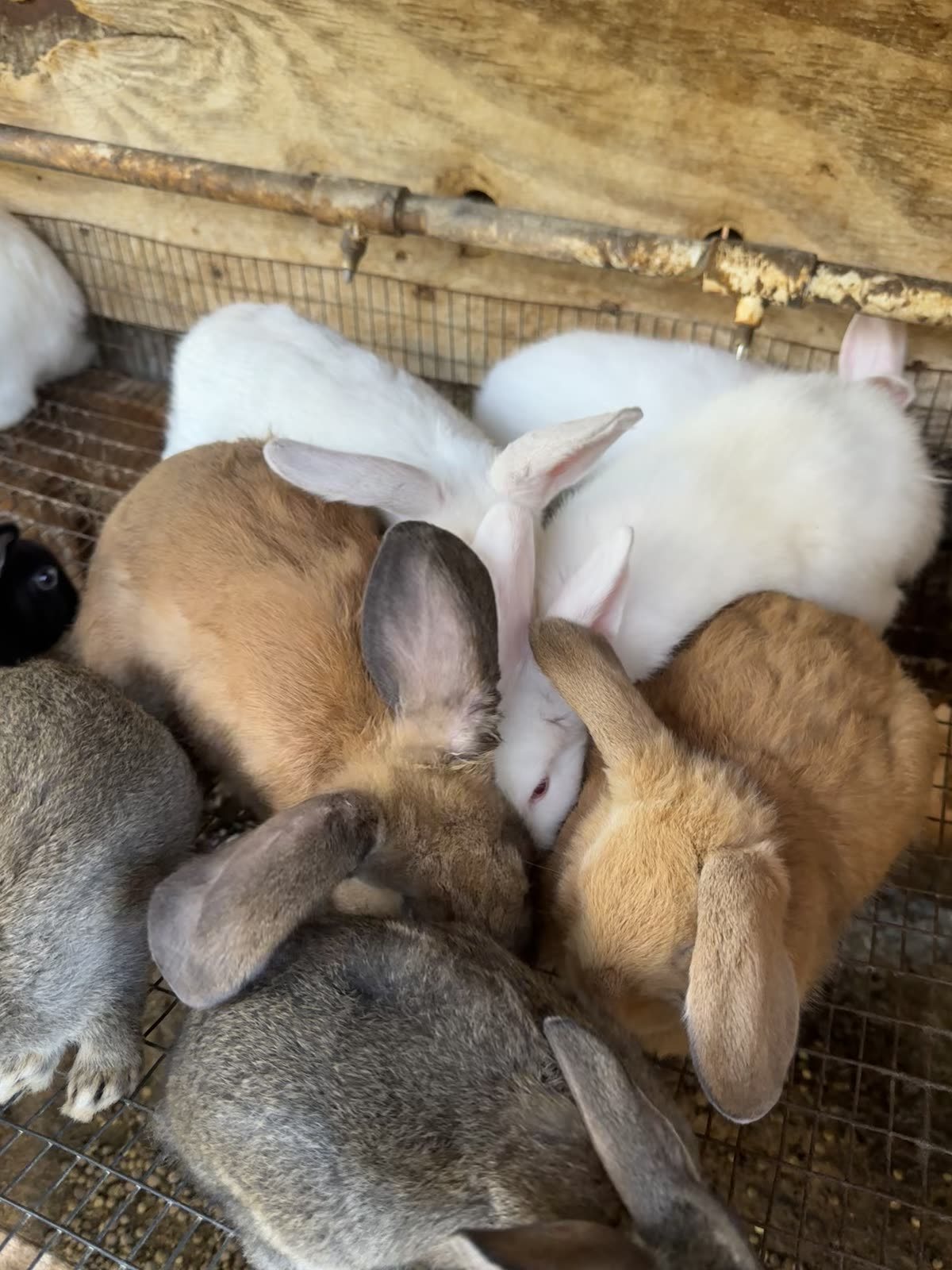 Rabbits at STR Farms