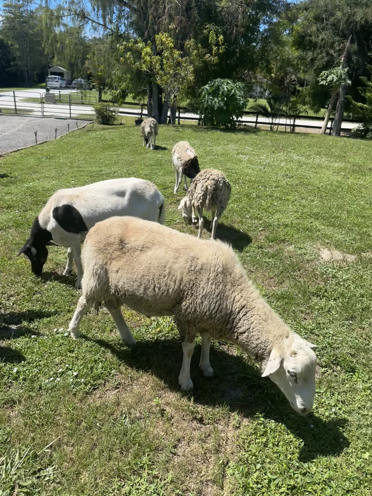 Sheep at STR Farms